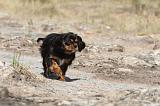 CAVALIER KING CHARLES 052